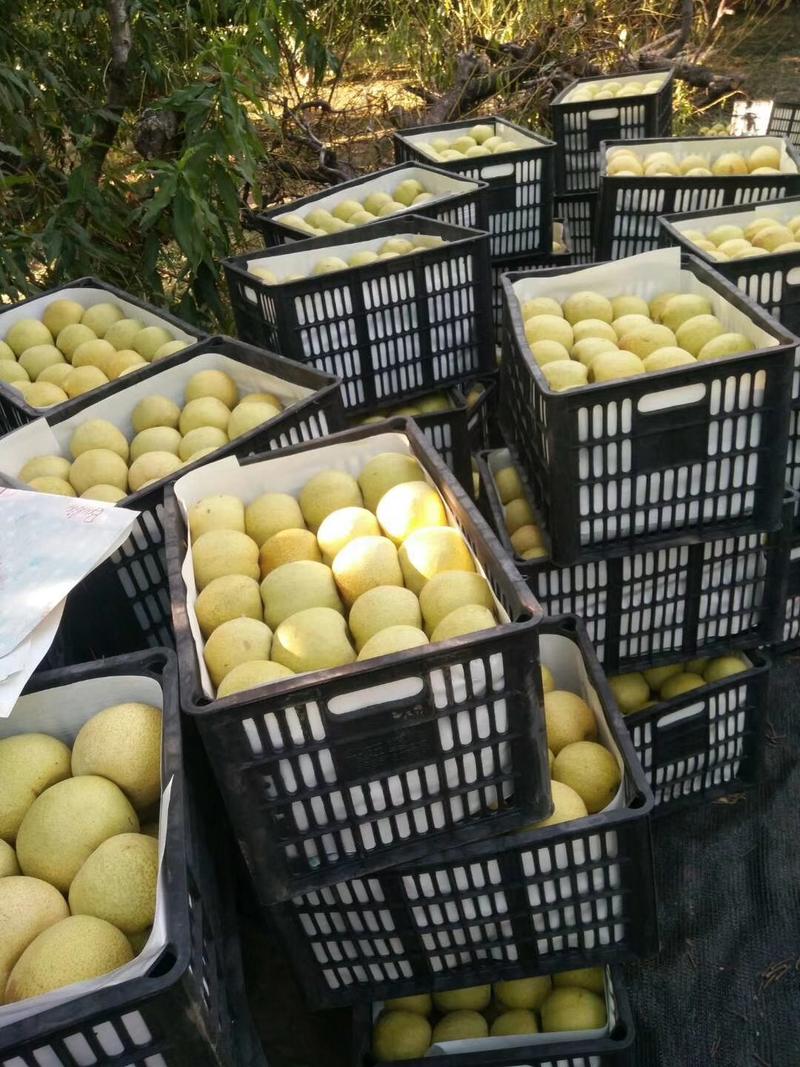 酥梨大量上市精品货源地窖冷库货源全国发货