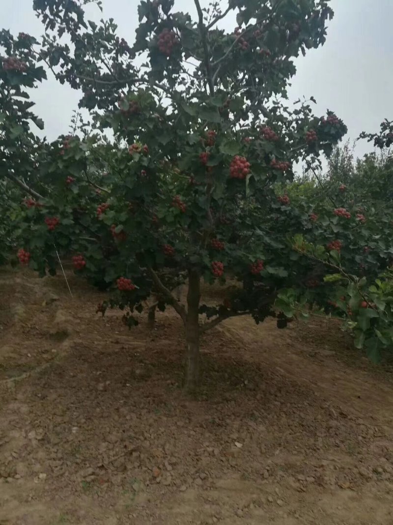 出售，杏树，山楂树