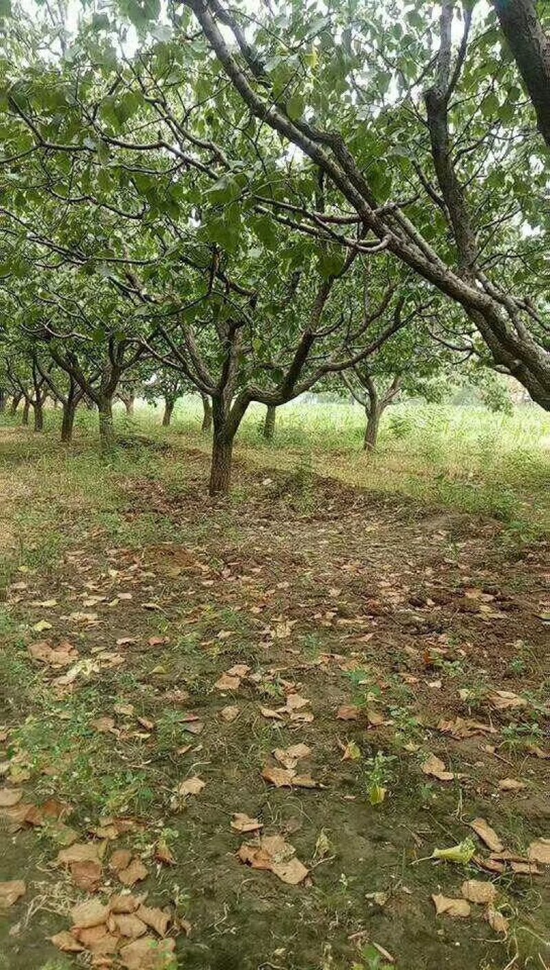 出售，杏树，山楂树