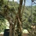 高山杜鹃