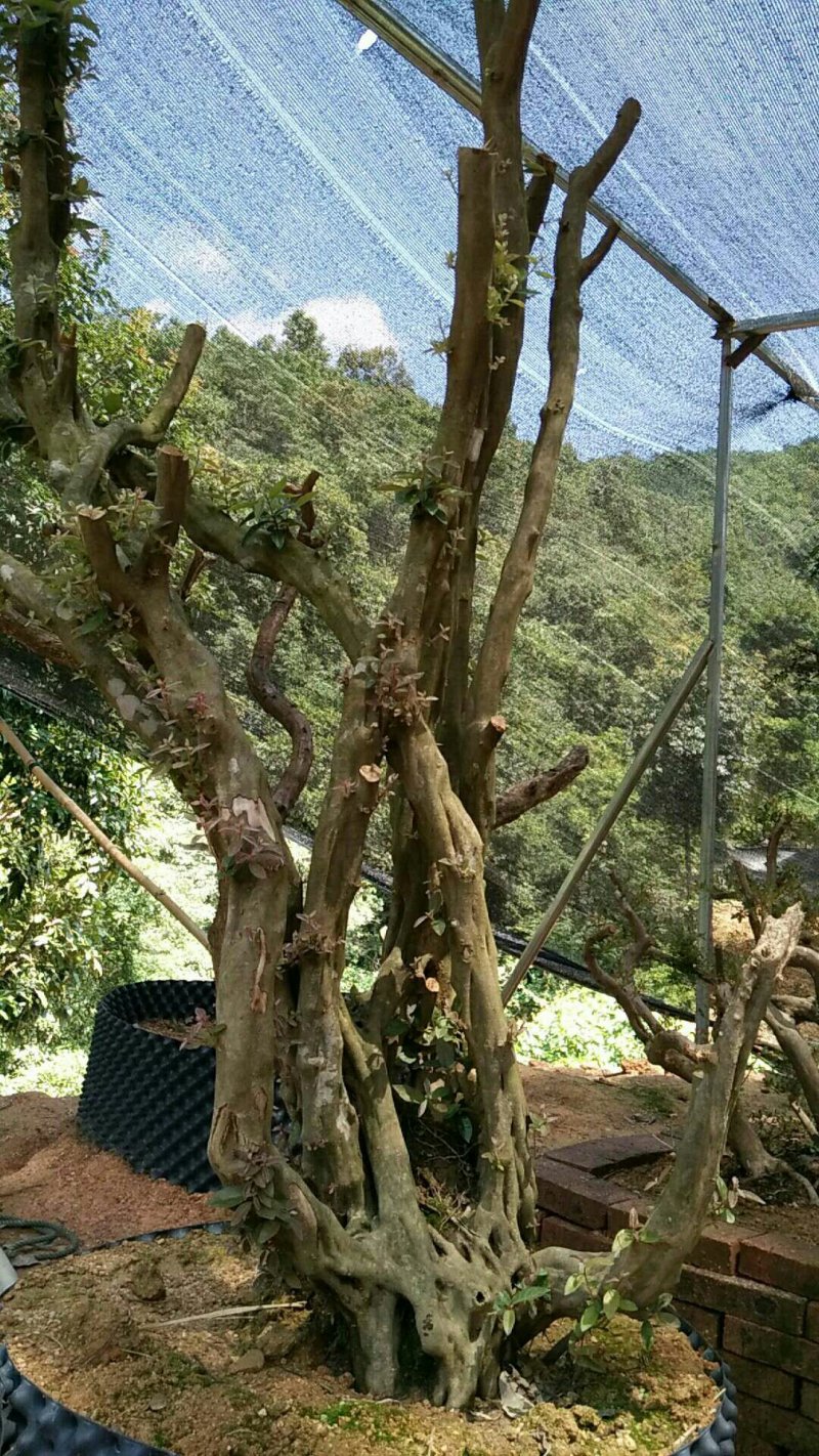 高山杜鹃