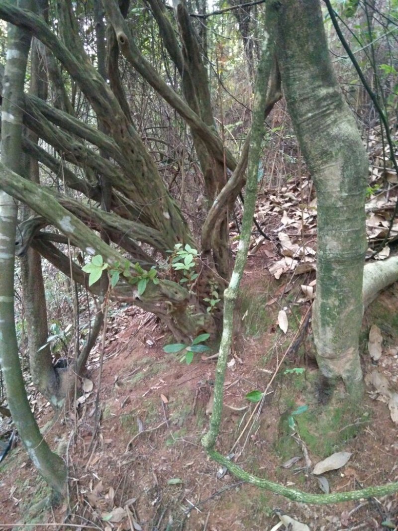 高山杜鹃