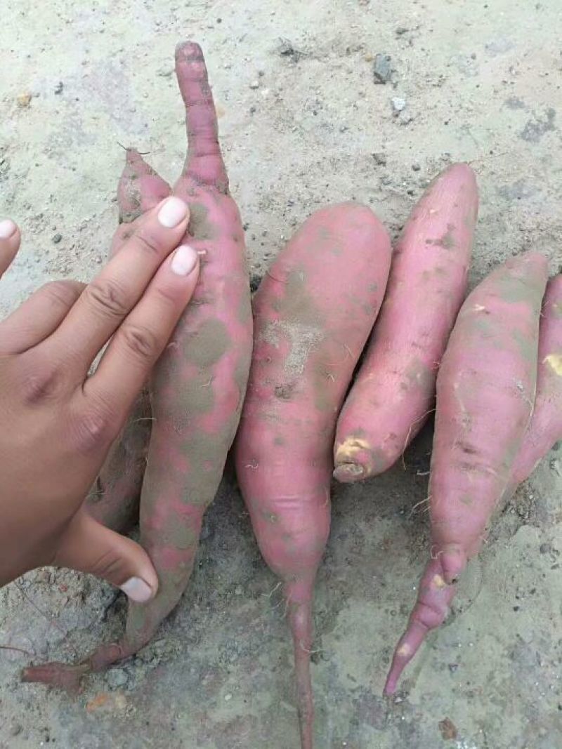 东北沙地老品种红薯