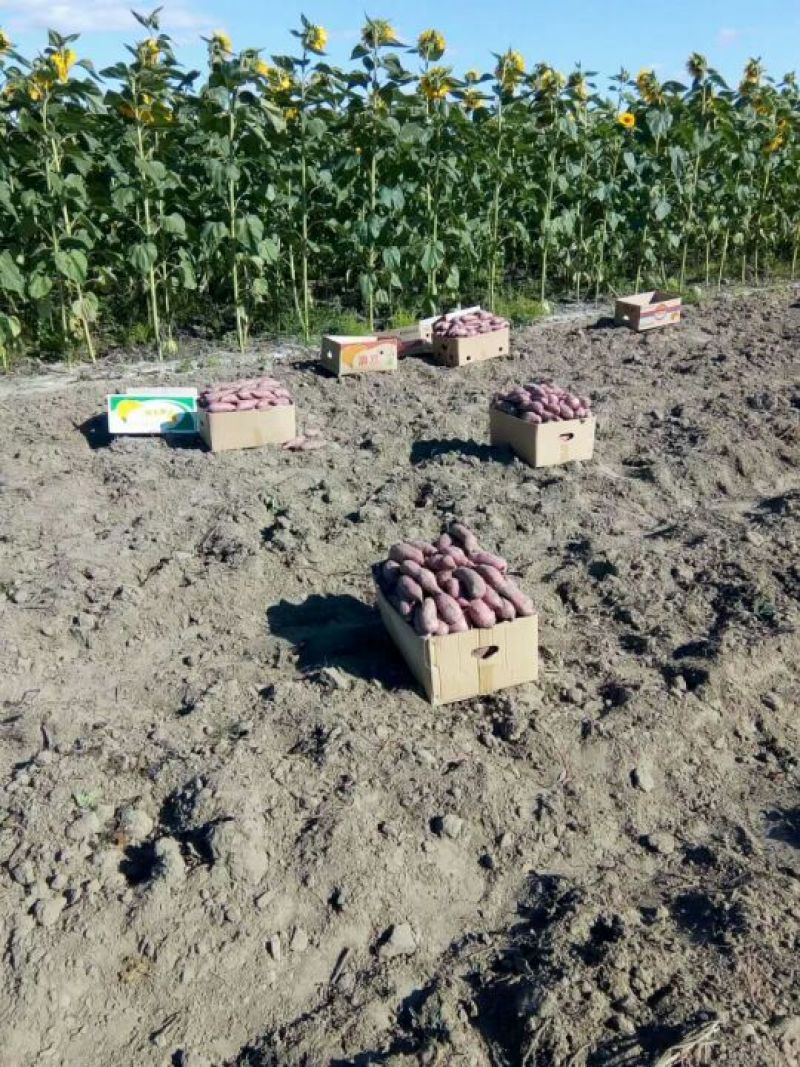 东北沙地老品种红薯