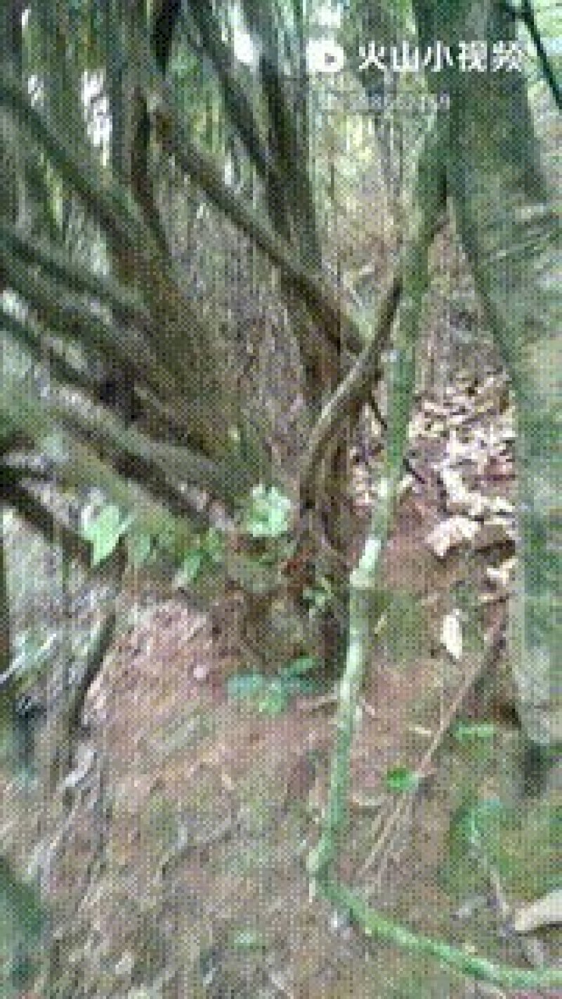 高山杜鹃
