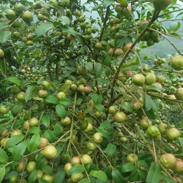 供应油茶果，茶籽，茶枯，茶油