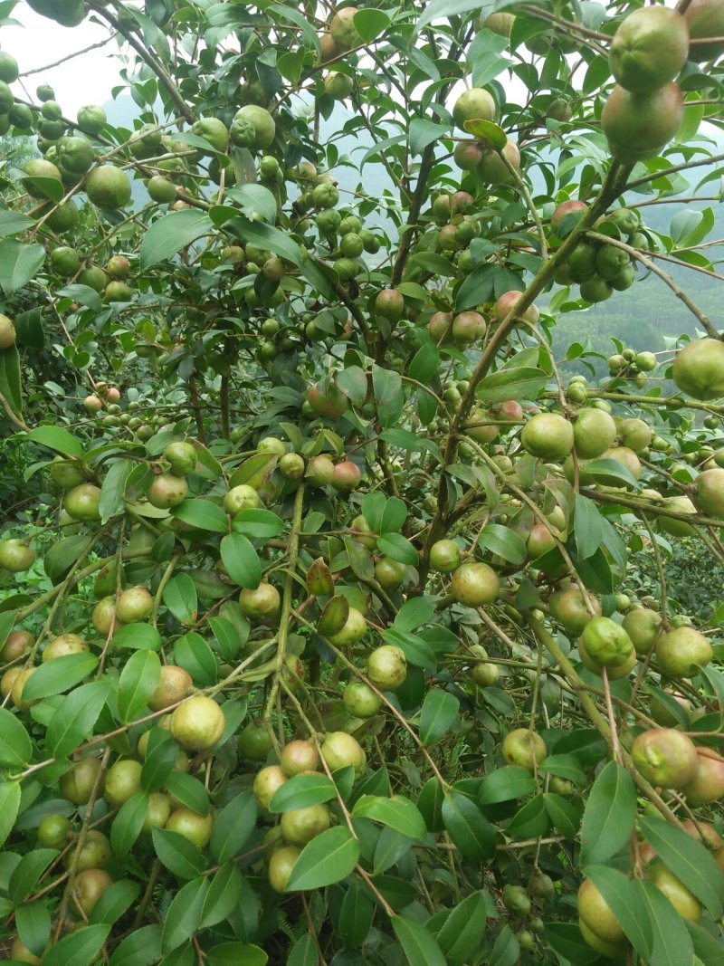 供应油茶果，茶籽，茶枯，茶油