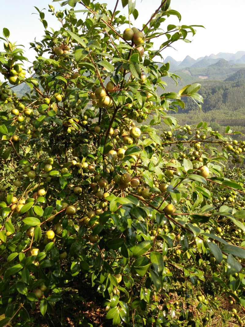 供应油茶果，茶籽，茶枯，茶油