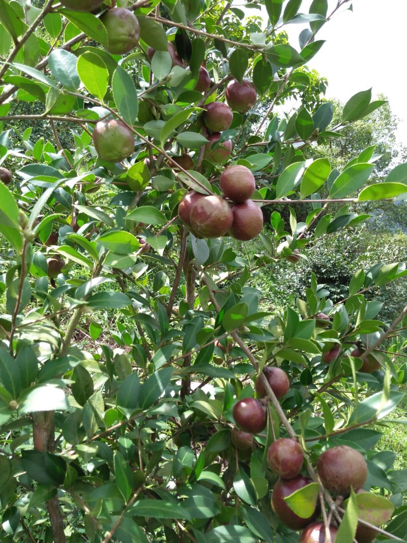 供应油茶果，茶籽，茶枯，茶油