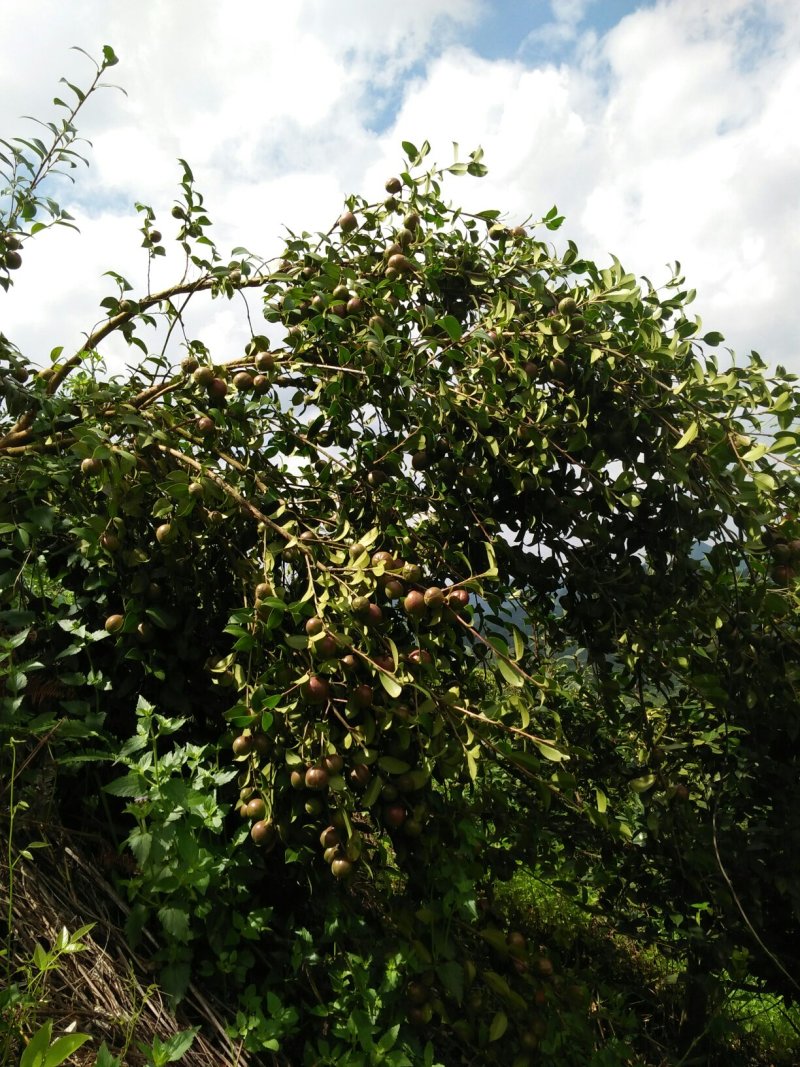 供应油茶果，茶籽，茶枯，茶油