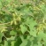 苍耳