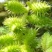 苍耳