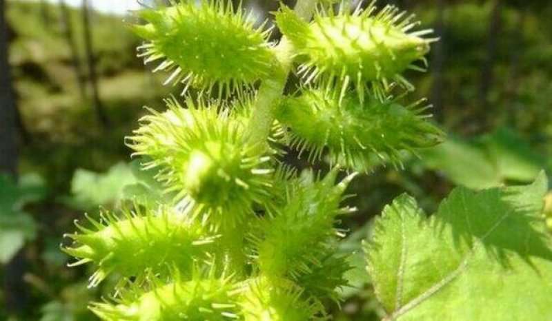 苍耳
