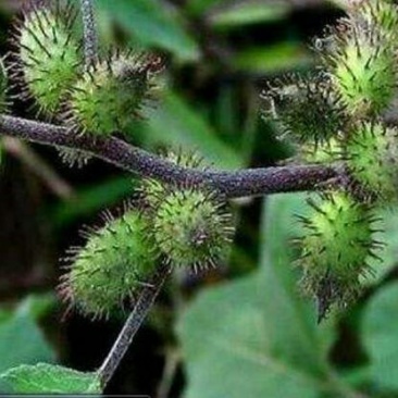 苍耳
