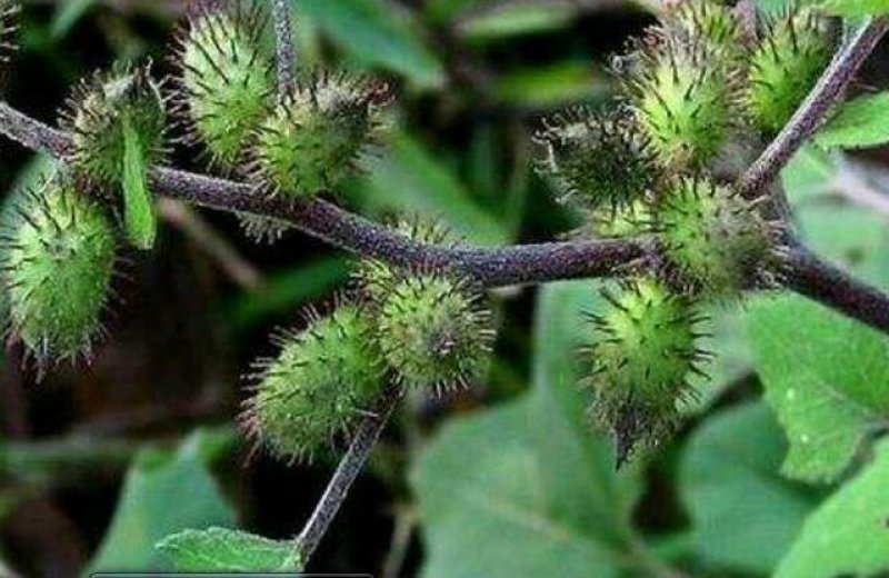 苍耳