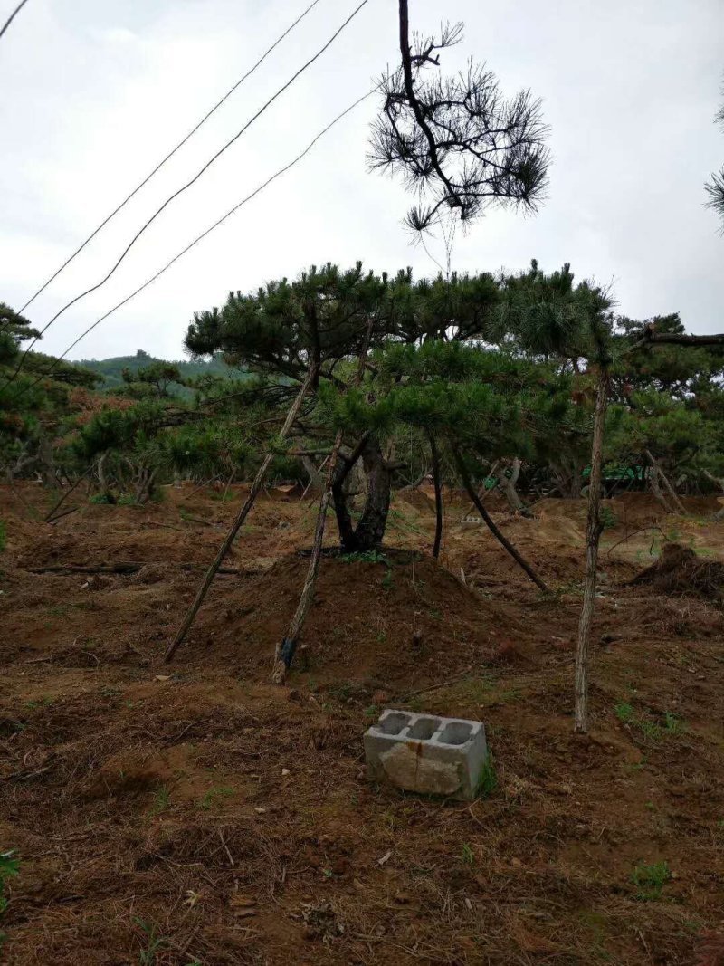 造型松树