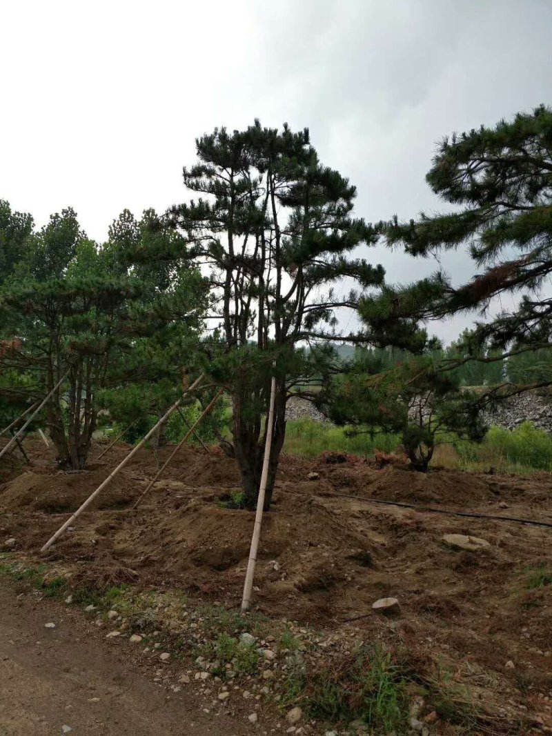 造型松树