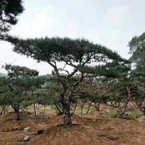 造型松树