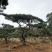 造型松树