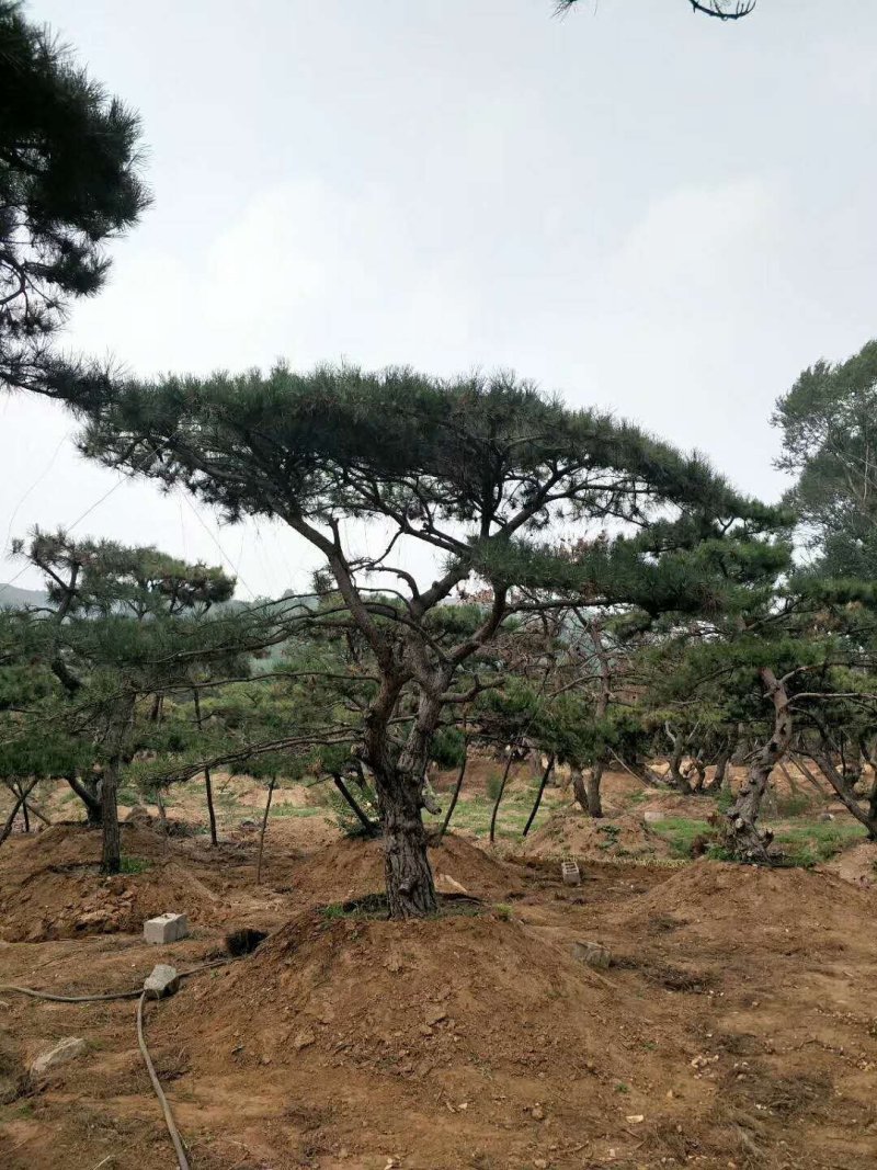 造型松树