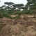 造型松树