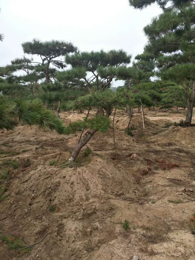 造型松树