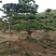 造型松树
