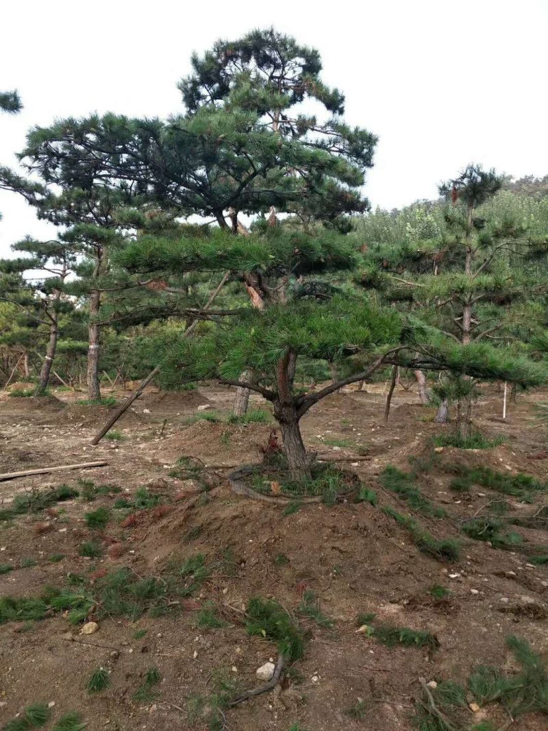 造型松树