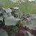 楸树0.8-1.5