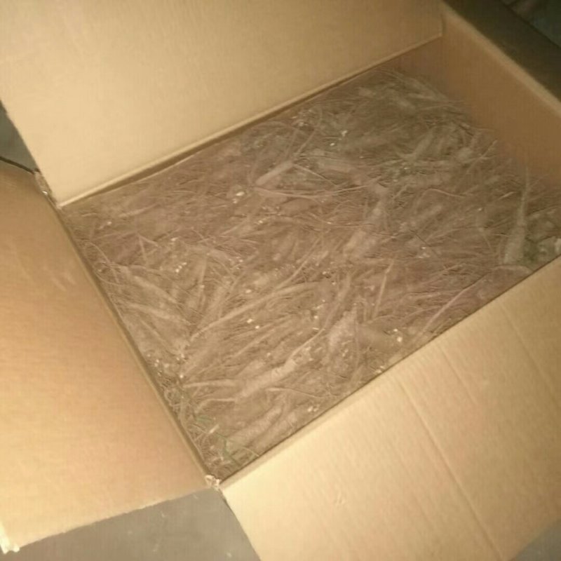 药用芍药工程用芍药成活率高耐旱耐寒