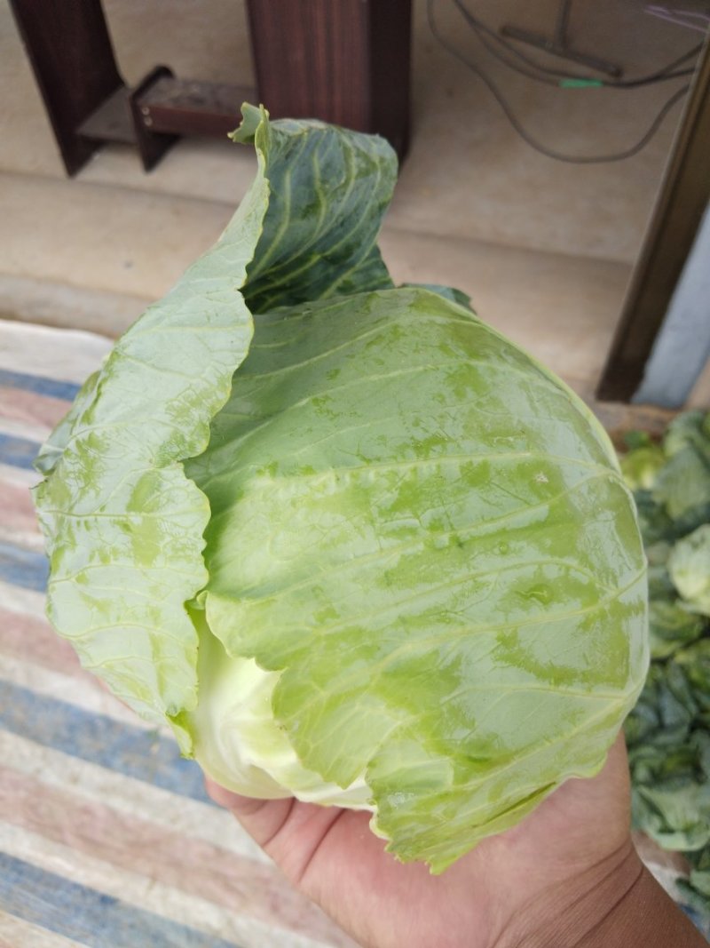 中甘15，甘蓝精品黄心甘蓝万亩产地