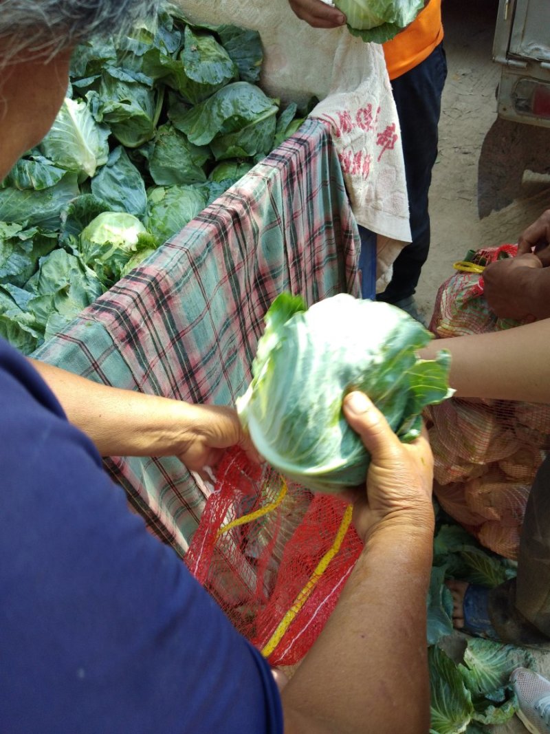 中甘15，甘蓝精品黄心甘蓝万亩产地