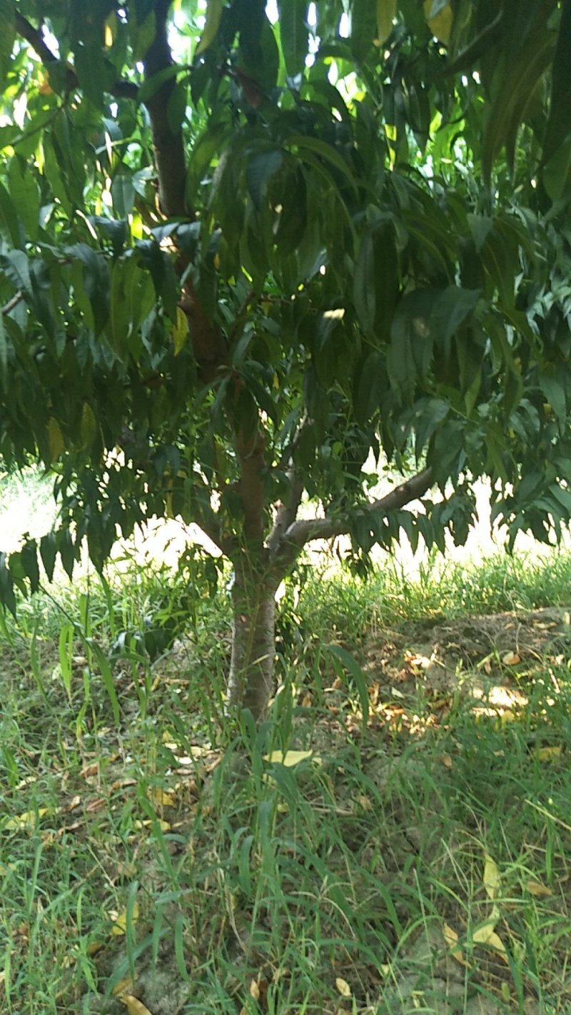 供应果木树