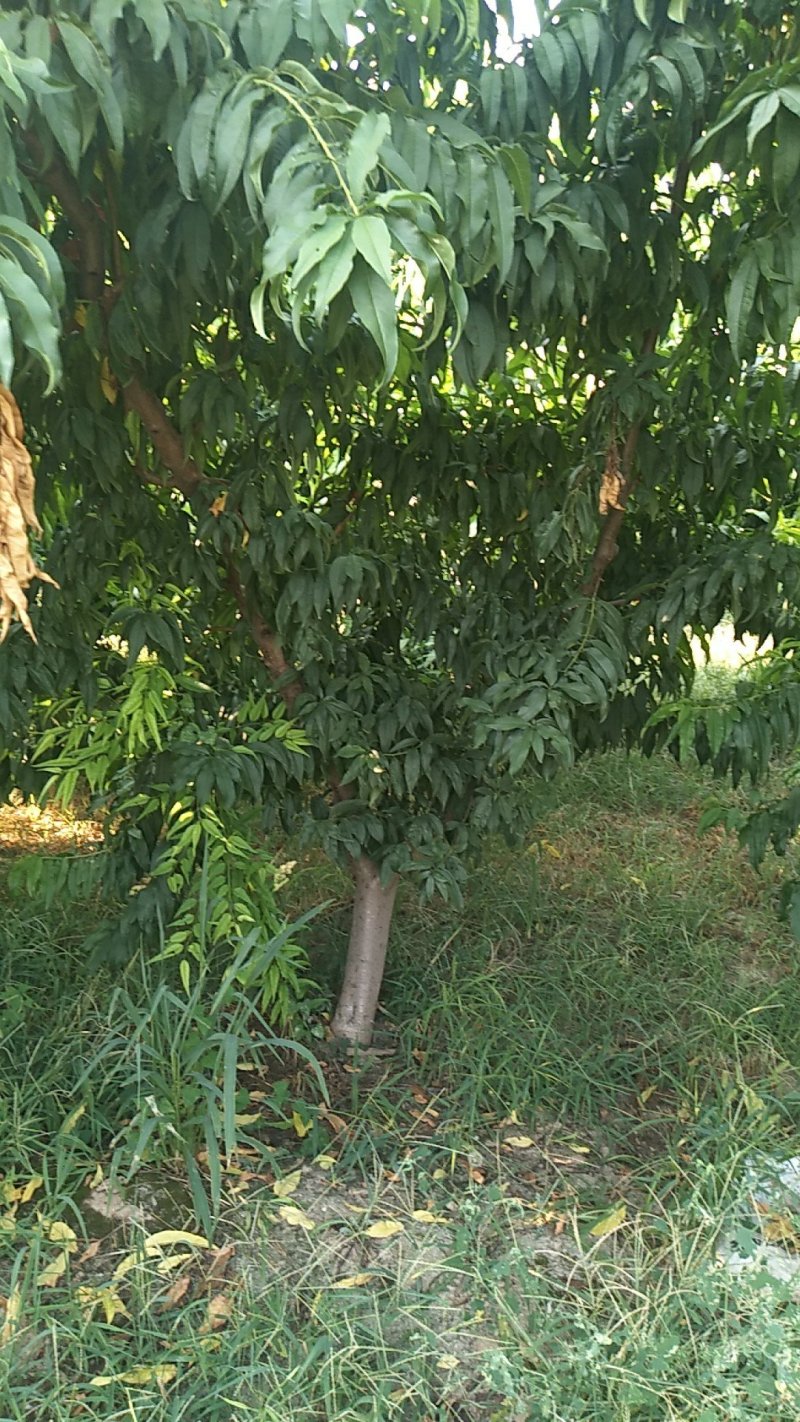 供应果木树