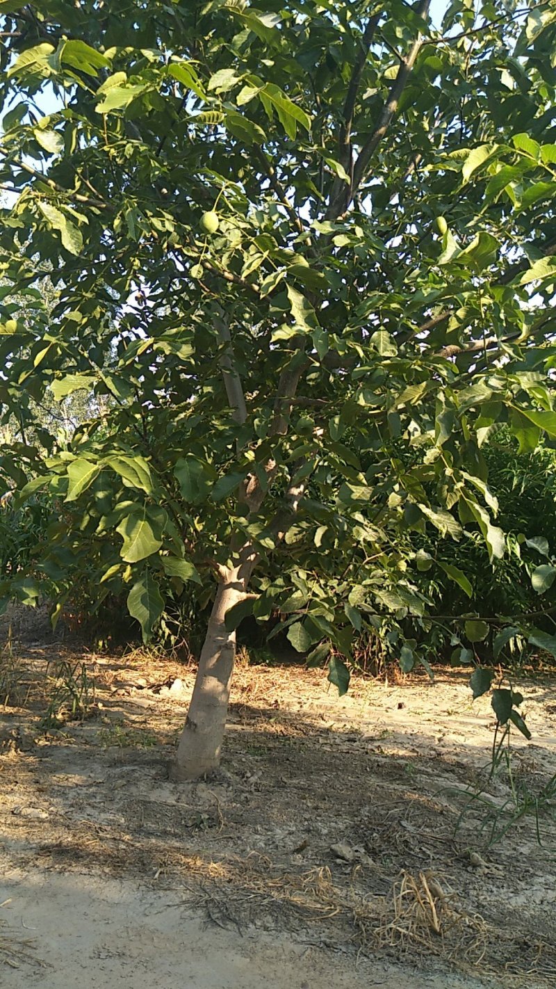 供应果木树