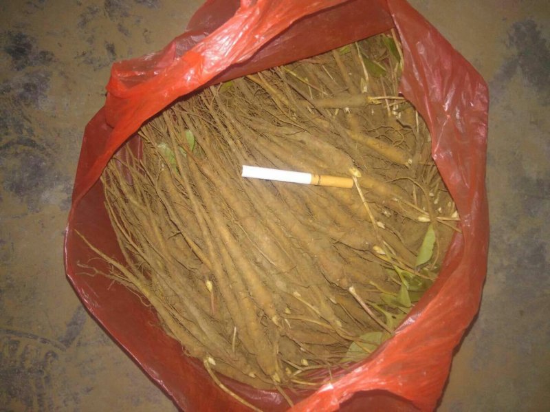 药用芍药工程用芍药成活率高耐旱耐寒