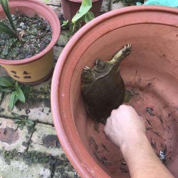 纯野生鳖