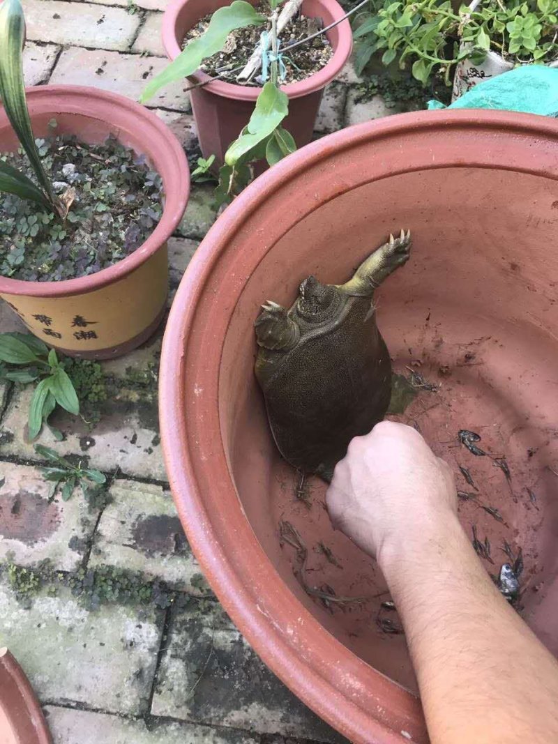 纯野生鳖