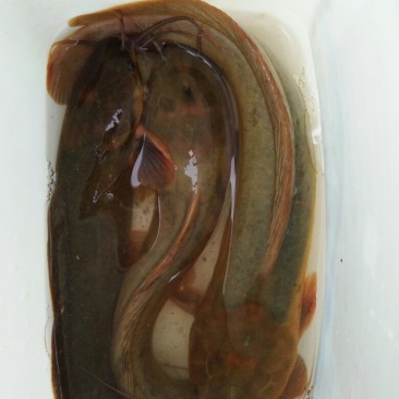 胡子鲶2至3两重