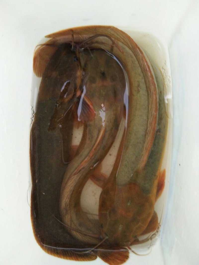 胡子鲶2至3两重