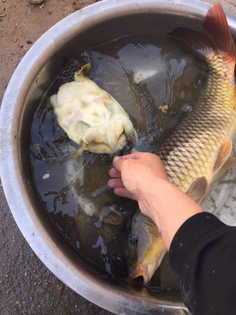 纯野生鳖