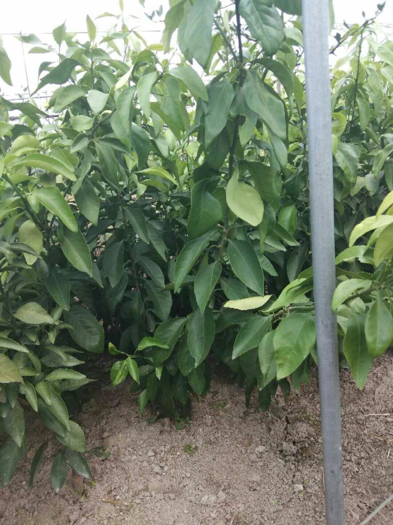 红美人柑橘苗