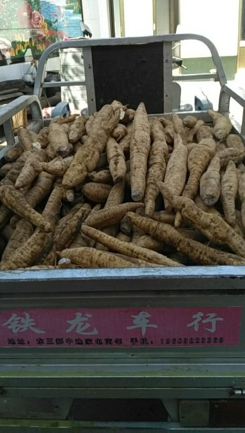 天花粉