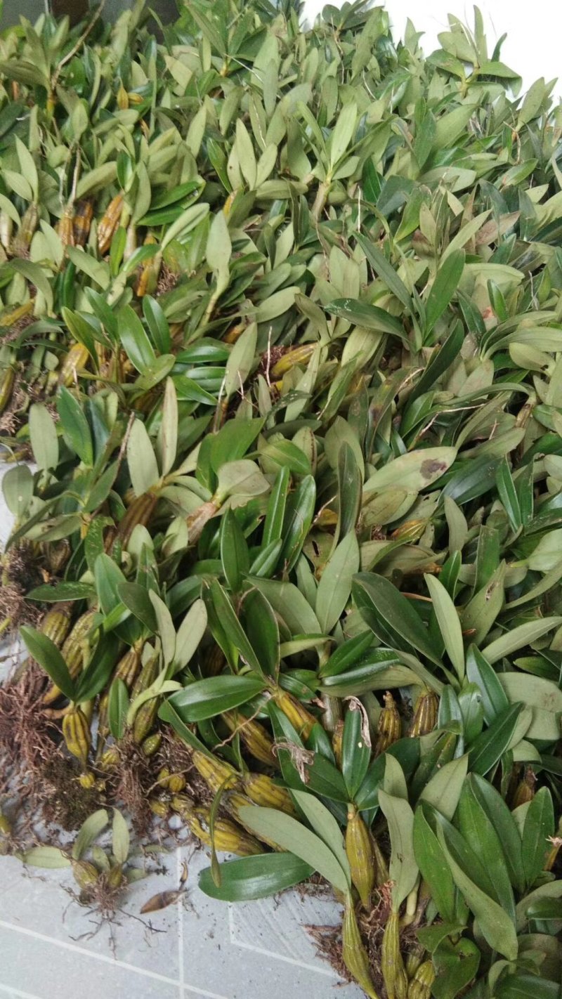 鼓槌石斛