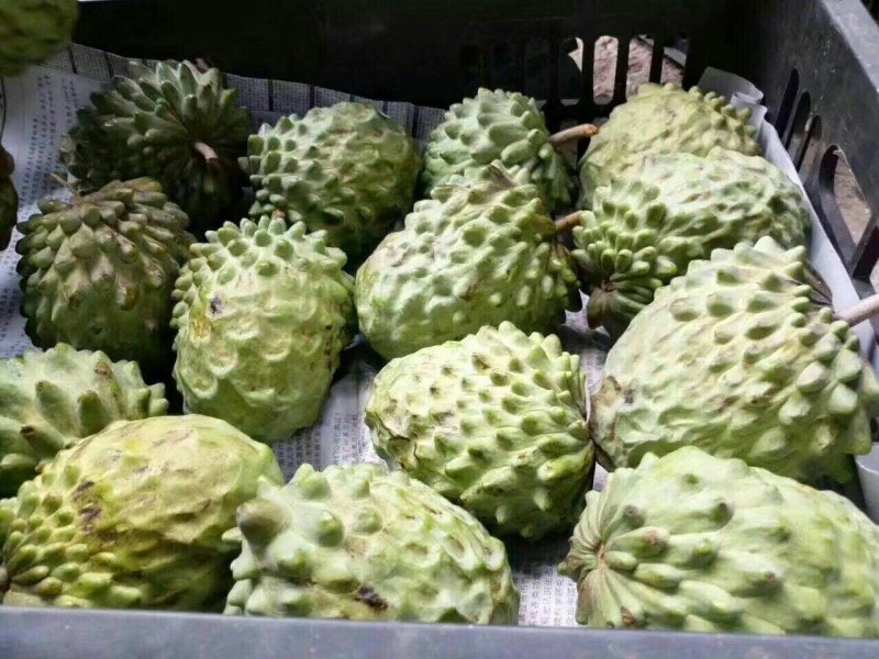 凤梨释迦