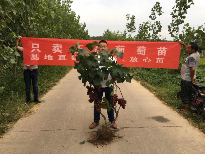 当年结果葡萄苗