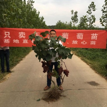 当年结果葡萄苗