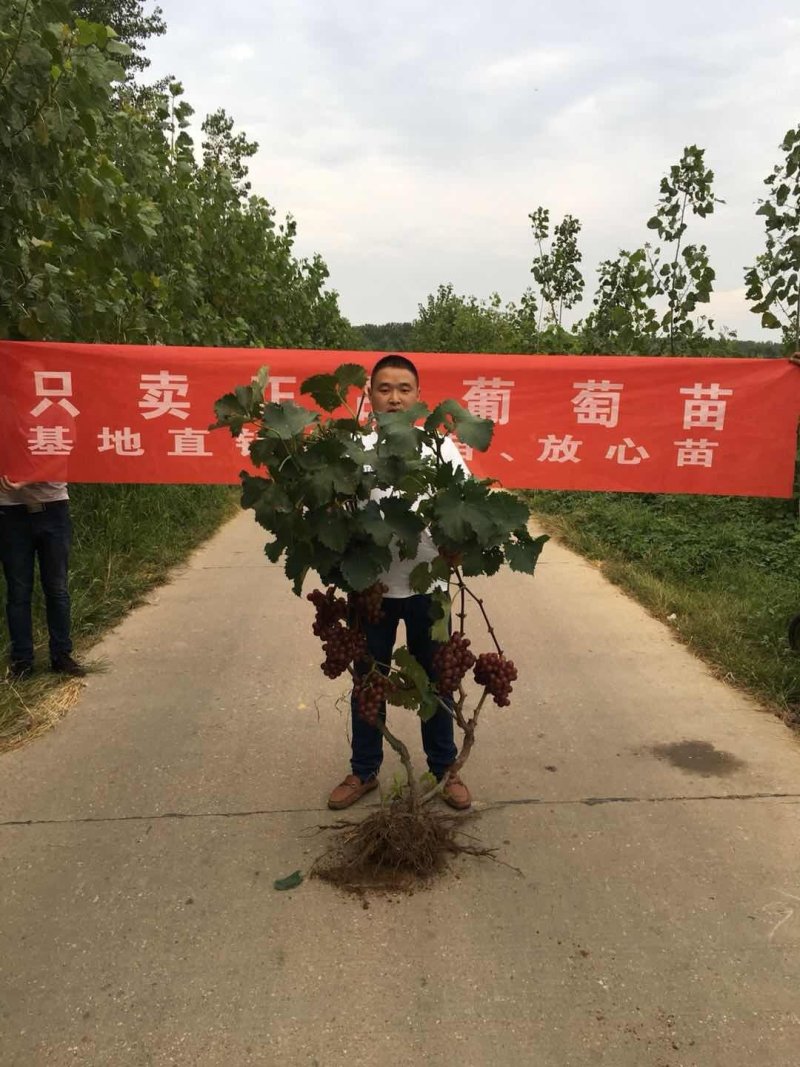 当年结果葡萄苗