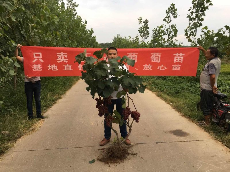 当年结果葡萄苗