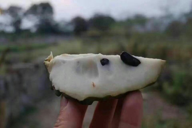 凤梨释迦